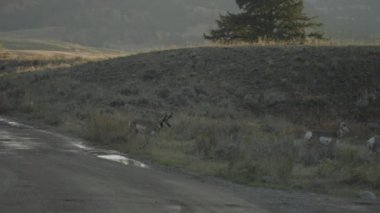 Kuzey Amerika pronghorn (Antilocapra americana) Grup America Keçi Antiloope