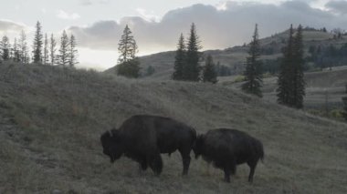 Yellowstone Ulusal Parkı Wyoming 'deki Slough Creek' te Amerikan Bizon Sürüsü