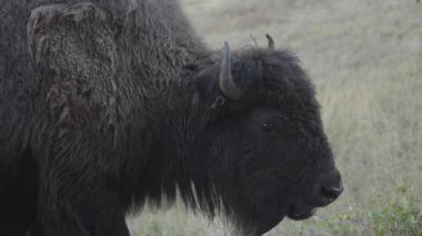 Yellowstone Ulusal Parkı Wyoming 'deki Slough Creek' te Amerikan Bizon Sürüsü