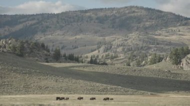Yellowstone Ulusal Parkı Wyoming 'deki Slough Creek' te Amerikan Bizon Sürüsü