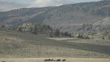 Yellowstone Ulusal Parkı Wyoming 'deki Slough Creek' te Amerikan Bizon Sürüsü