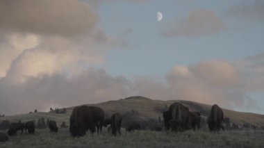 Yellowstone Ulusal Parkı Wyoming 'deki Slough Creek' te Amerikan Bizon Sürüsü