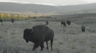 Yellowstone Ulusal Parkı Wyoming 'deki Slough Creek' te Amerikan Bizon Sürüsü