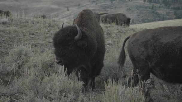 American Bison Herd Slough Creek Yellowstone National Park Wyoming — Stock video