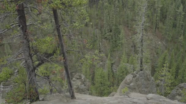 Virginia Cascade Falls Vízesés Roadside Yellowstone Nemzeti Park Wyoming — Stock videók