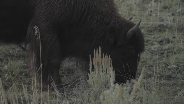 Amerikanische Bisonherde Bei Slough Creek Yellowstone Nationalpark Wyoming — Stockvideo