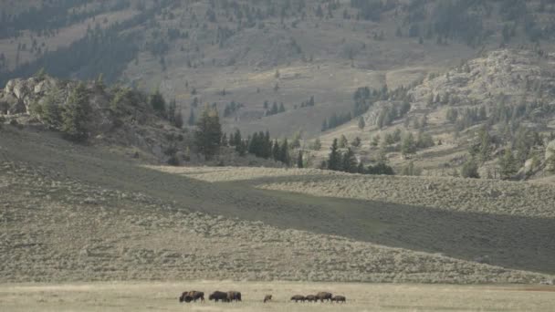 Amerikansk Bisonhjord Vid Slough Creek Yellowstone National Park Wyoming — Stockvideo