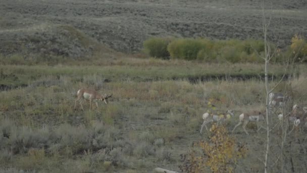 Das Nordamerikanische Vorhorn Antilocapra Americana Gruppe Amerika Ziegenantilope — Stockvideo