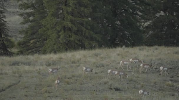 North American Pronghorn Antilocapra Americana Group America Goat Antelope — Video Stock