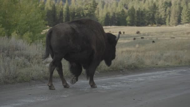 Troupeau Bisons Amérique Ruisseau Slough Dans Parc National Yellowstone Wyoming — Video