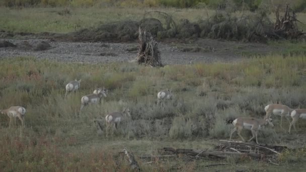 Den Nordamerikanska Pronghorn Antilocapra Americana Grupp Amerika Goat Antelope — Stockvideo