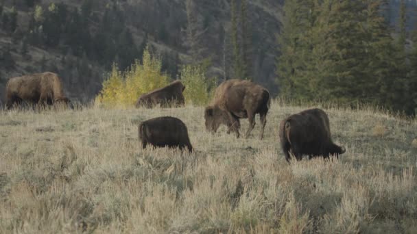 American Bison Herd Slough Creek Yellowstone National Park Wyoming — Stock Video