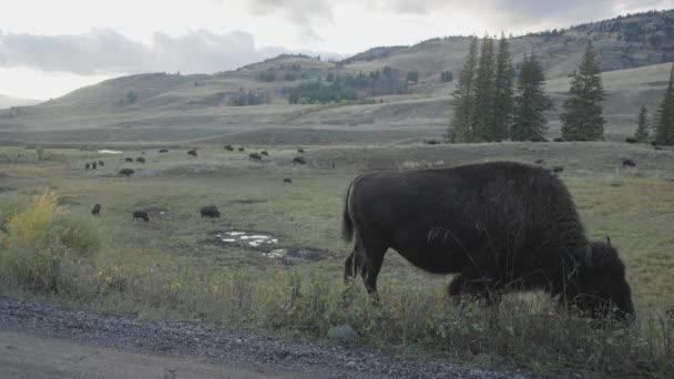 American Bison Herd Slough Creek Yellowstone National Park Wyoming — Vídeo de Stock