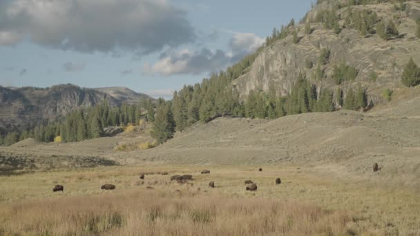 American Bison Herd Slough Creek Yellowstone National Park Wyoming — Stock video