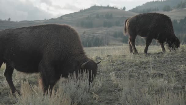 American Bison Herd Slough Creek Parque Nacional Yellowstone Wyoming — Vídeo de stock