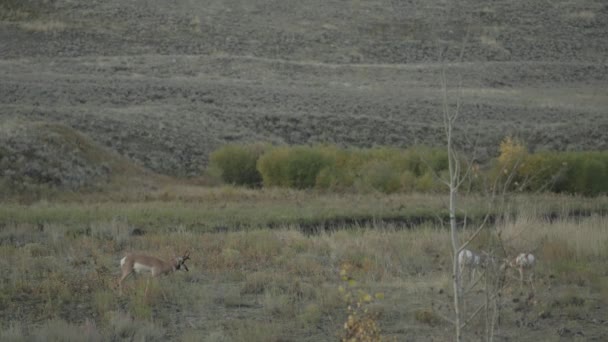 Den Nordamerikanska Pronghorn Antilocapra Americana Grupp Amerika Goat Antelope — Stockvideo