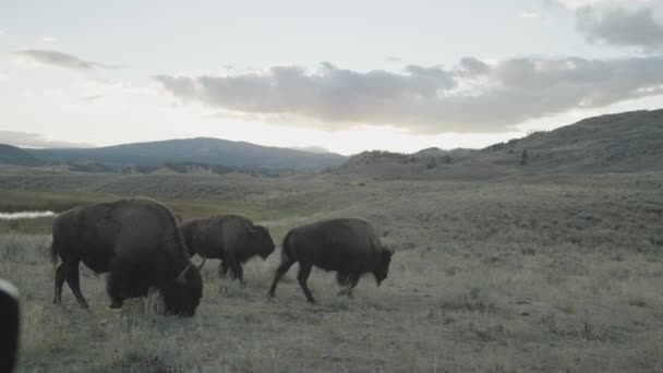 American Bison Herd Slough Creek Parque Nacional Yellowstone Wyoming — Vídeo de stock