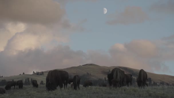 American Bison Herd Slough Creek Yellowstone National Park Wyoming — Stock Video