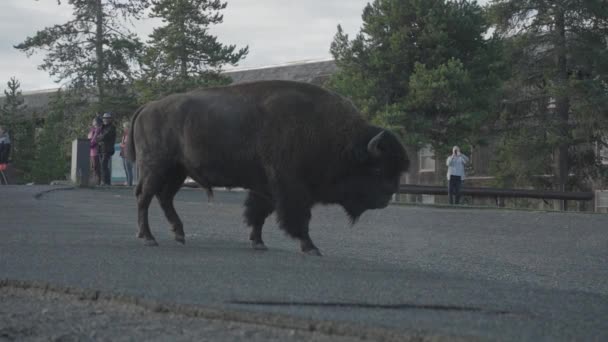 Oude Trouwe Uitbarsting Tijdens Zonsopgang Ochtend Upper Geyser Basin Van — Stockvideo