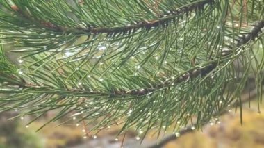 Su damlaları sabah yapraklara çiğ damlatır.