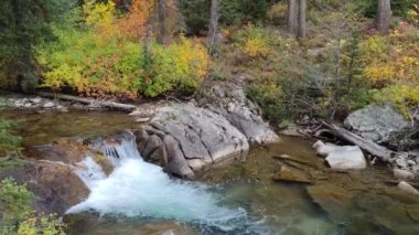 Taze Temiz Su Deresi Ormandaki Nehir Irmağı