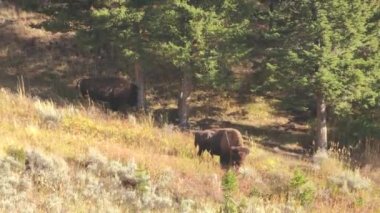 Yellowstone Ulusal Parkı Wyoming 'deki Slough Creek' te Amerikan Bizon Sürüsü