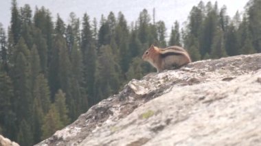Altın Mantolu Zemin Sincap (Callospermophilus lateralis) Batı Kuzey Amerika 'nın yerlisi Bir Kayanın Üzerinde Durmakta