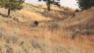 Yellowstone Ulusal Parkı Wyoming 'deki Slough Creek' te Amerikan Bizon Sürüsü