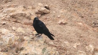 Kuzgun (Corvus corax) Akıllı Kuşlar Kara