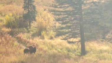 Yellowstone Ulusal Parkı Wyoming 'deki Slough Creek' te Amerikan Bizon Sürüsü