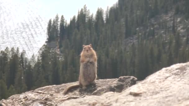 Golden Mantled Ground Squirrel Callospermophilus Lateralis Původem Západní Severní Ameriky — Stock video