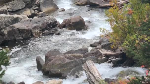 Acqua Dolce Pulita Torrente Ruscello Del Fiume Nella Foresta — Video Stock