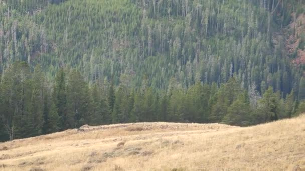 Lupo Coyote Dalla Distanza Nel Parco Nazionale Yellowstone — Video Stock