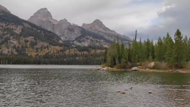 Kacsák Taggart Tónál Grand Teton Nemzeti Parkban Wyoming Cloudy — Stock videók