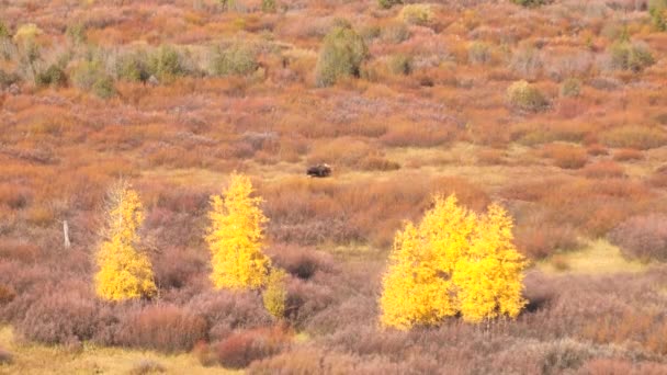 Man Moose Alces Americanus Eland Koeien Grazen Gezien Vanaf Afstand — Stockvideo