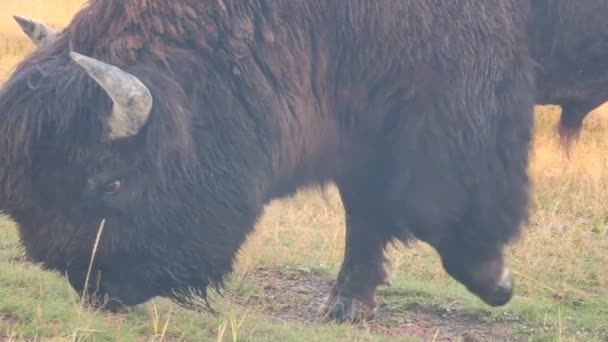 American Bison Herd Στο Slough Creek Στο Εθνικό Πάρκο Yellowstone — Αρχείο Βίντεο