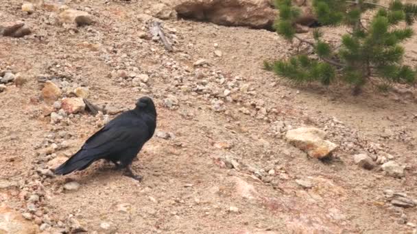 Corvo Corvus Corax Aves Inteligentes Preto — Vídeo de Stock