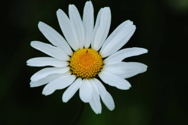 Doğadaki güzellik çiçeği