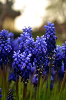 Bahçede mavi çiçekler 