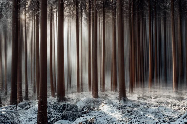 Forêt Sombre Abstraite Avec Neige Contexte Naturel — Photo