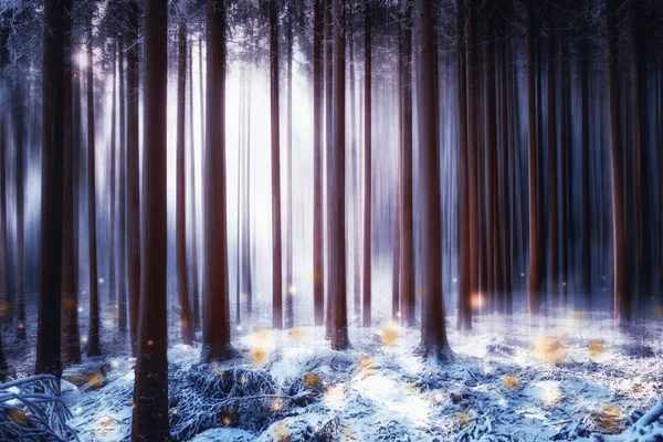 Forêt Magique Avec Des Lumières Fond Nature Flou — Photo