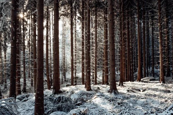 Forêt Hiver Avec Neige Arbres Couverts Contexte Naturel — Photo