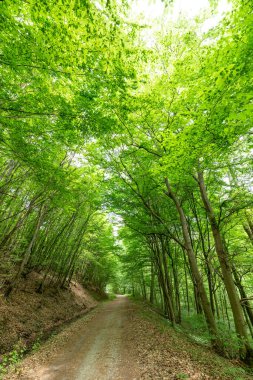 Parktaki yeşil ağaçlar. Doğa arkaplanı