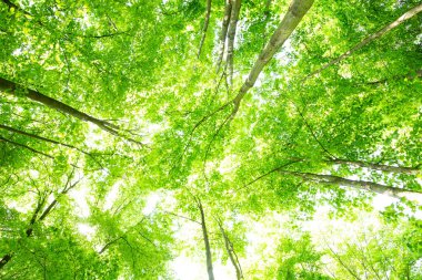 Sabah çok güzel bir orman. Doğa arkaplanı