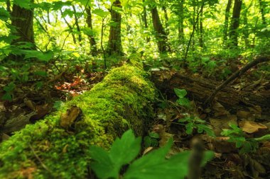 Ormanın güzel manzarası. doğa arkaplanı