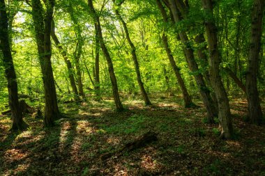 Güzel yeşil orman. Flora, doğa. 