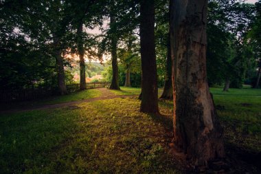 Akşamları parkta güzel bir ağaç görüntüsü.
