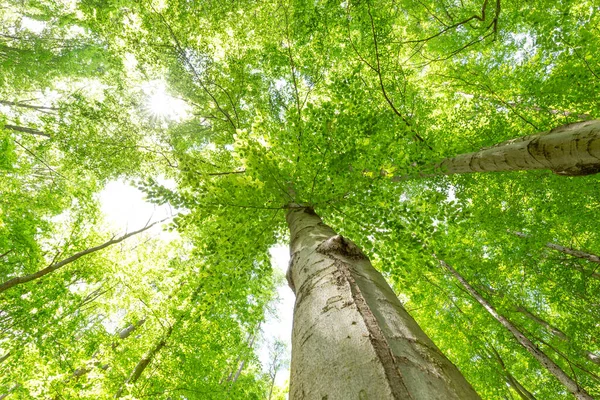 Зелений Ліс Вранці Фон Природи — стокове фото