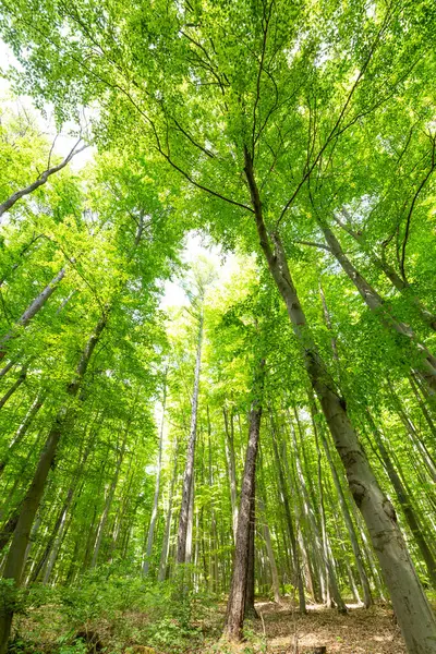 Conceito Floresta Verde Natureza Ambiente — Fotografia de Stock