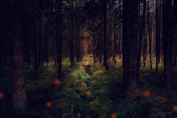 Uma Bela Vista Floresta Com Luzes Mágicas Outono — Fotografia de Stock